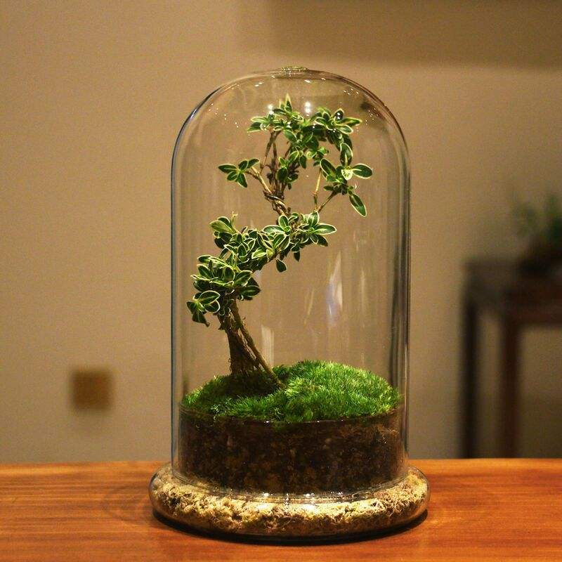 Glass Flower Container