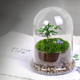 Glass Flower Container